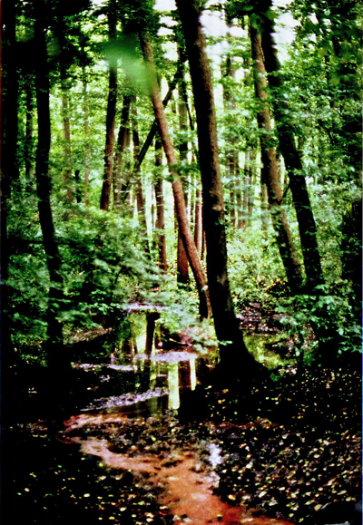 Wald